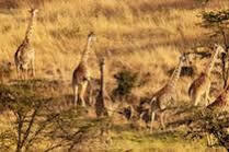 Mahali Mzuri Hotel Maasai Mara Exterior foto